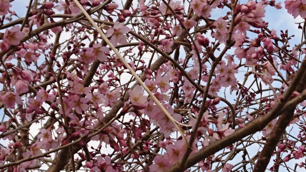 釈迦堂川土手の早咲き桜