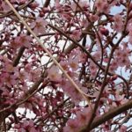 釈迦堂川土手の早咲き桜
