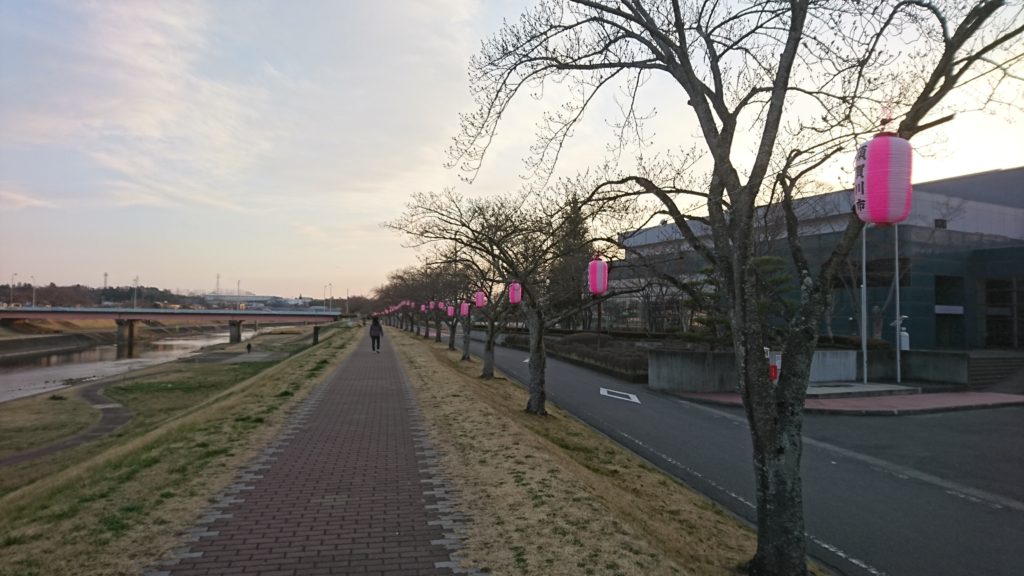 釈迦堂川の桜2019つぼみ