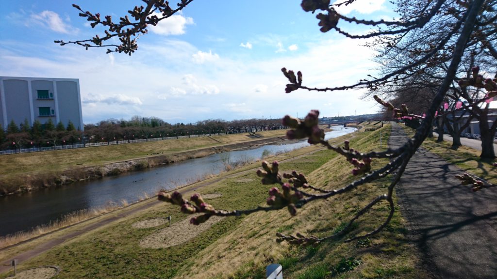 釈迦堂川のソメイヨシノ