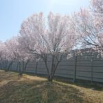 芹沢町防音壁桜