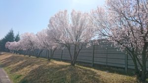 芹沢町防音壁桜