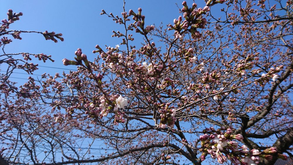 釈迦堂川のソメイヨシノ開花