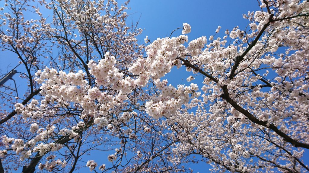 釈迦堂川の桜2019満開