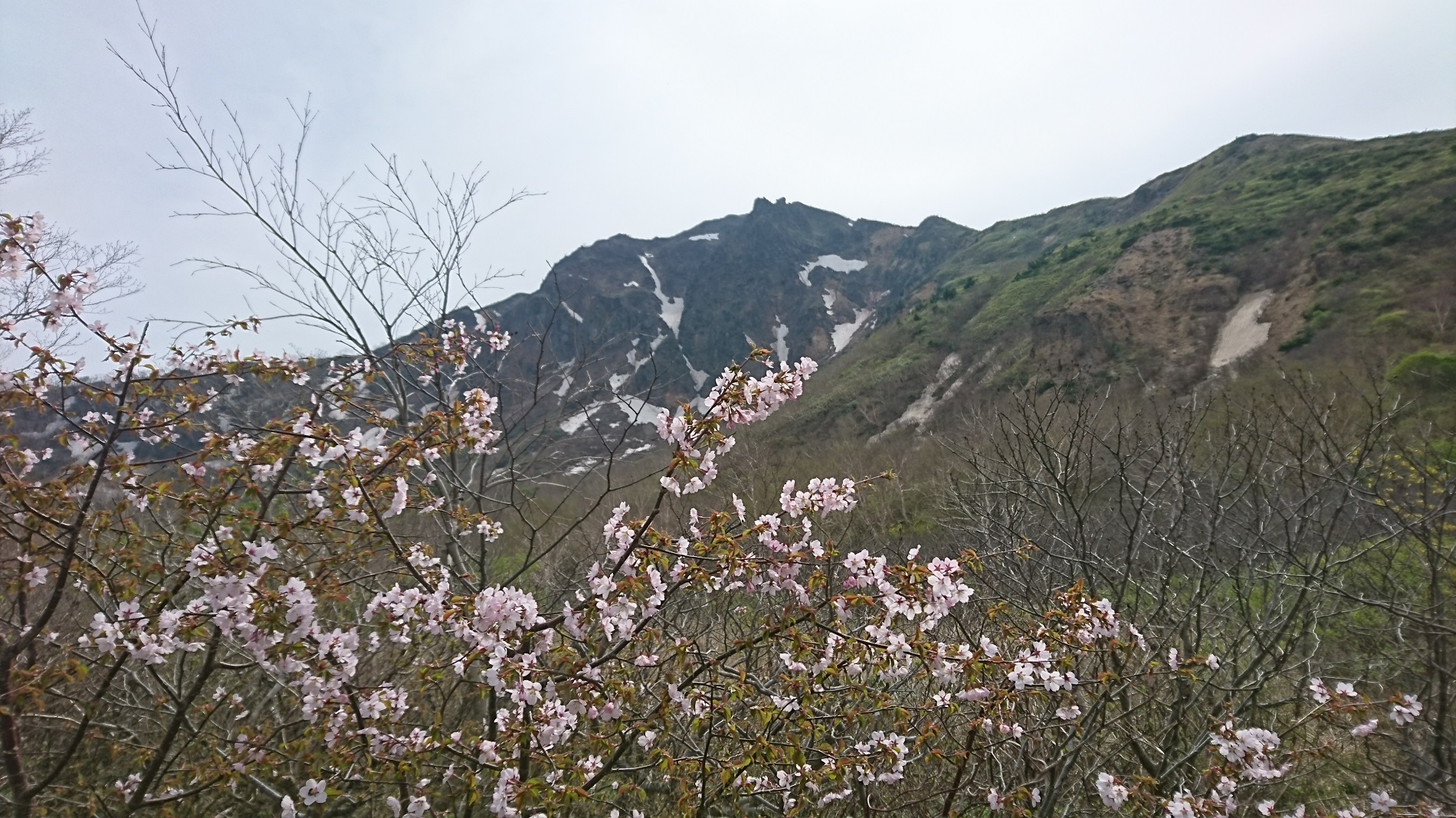 桜と磐梯山_沼ﾉ平