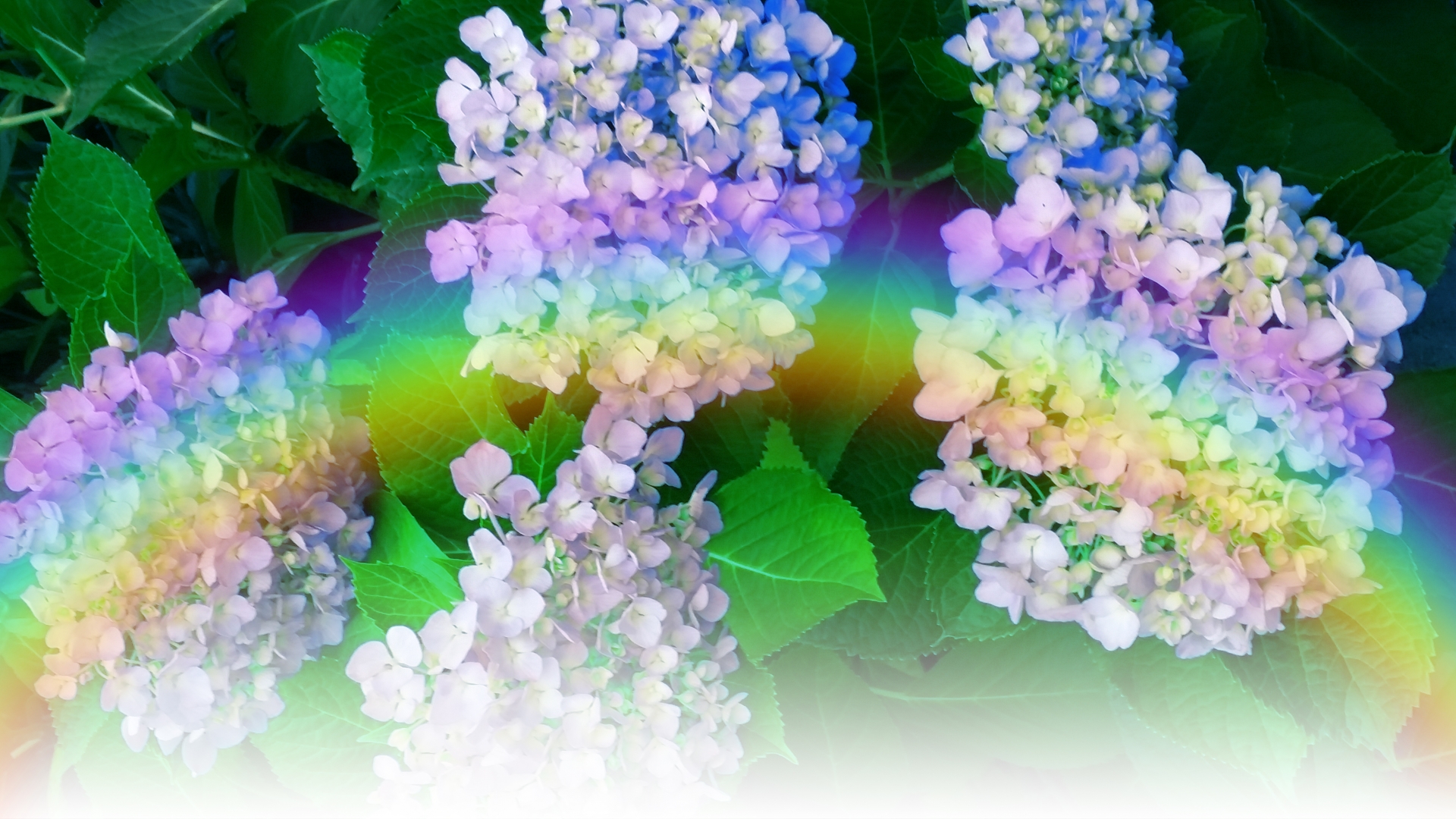 紫陽花と虹