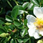 白薔薇とミツバチ