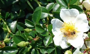 白薔薇とミツバチ