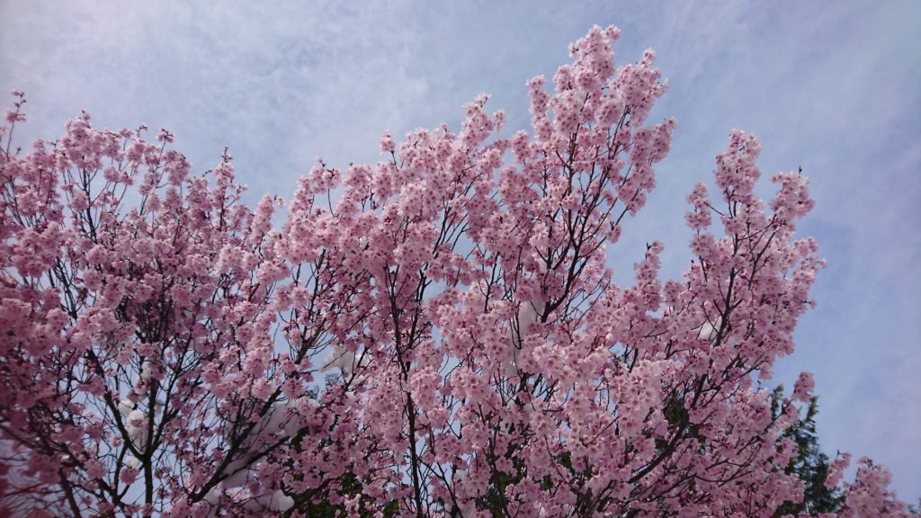 芹沢町の満開の桜DSC_1206