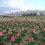 釈迦堂川桜と鯉のぼりDSC_0057