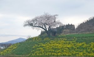 小沢の桜