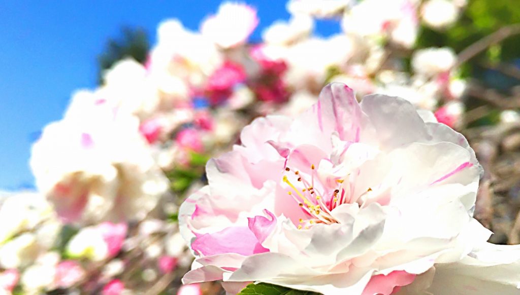 心に花を咲かせようボータン5