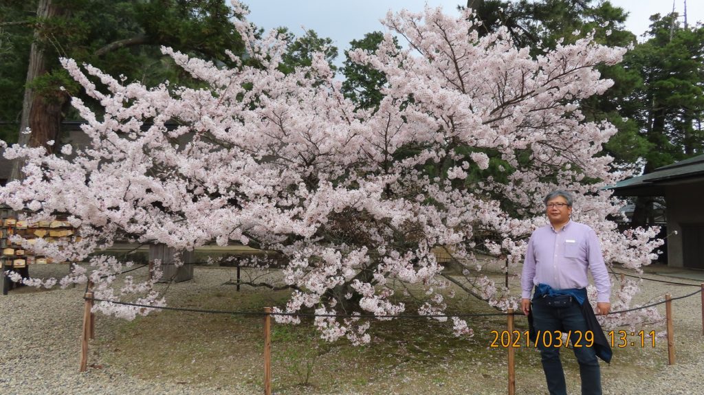 満開桜が後押しIMG_7198